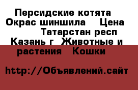 Персидские котята . Окрас шиншила. › Цена ­ 3 000 - Татарстан респ., Казань г. Животные и растения » Кошки   